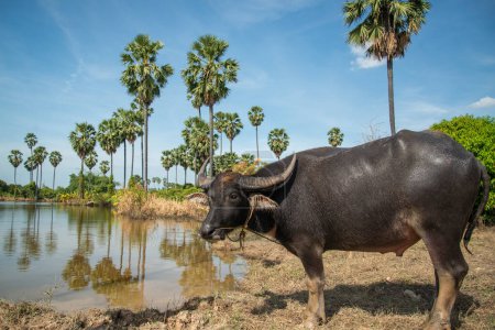 Photo for A Buffalo at a Field near the City of Ang Thong in the Province of Ang Thong in Thailand,  Thailand, Ang Thong, November, 2022 - Royalty Free Image
