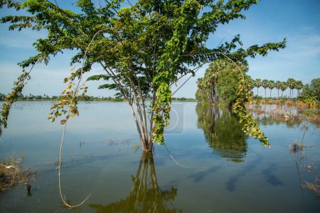 Téléchargez les photos : A Field after rainfall and flood near the City of Ang Thong in the Province of Ang Thong in Thailand,  Thailand, Ang Thong, November, 2022 - en image libre de droit
