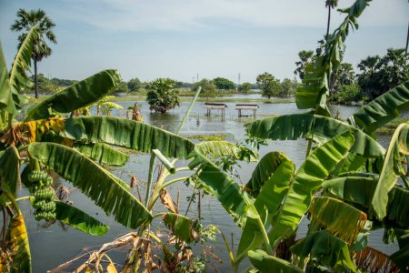 Photo for A agriculture Field in the flooding near the City of Ayutthaya in the Province of Ayutthaya in Thailand,  Thailand, Ayutthaya, November, 2022 - Royalty Free Image