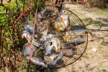 Téléchargez les photos : Fresh fish is dried in the City Ayutthaya in the Province of Ayutthaya in Thailand,  Thailand, Ayutthaya, November, 2022 - en image libre de droit