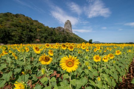 Photo for The Sunflower Field near the City of Lopburi in the Province of Lopburi in Thailand,  Thailand, Lopburi, November, 2022 - Royalty Free Image