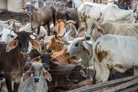 Foto de A Cow or cattle Farm near the City of Lopburi in the Province of Lopburi in Thailand,  Thailand, Lopburi, November, 2022 - Imagen libre de derechos