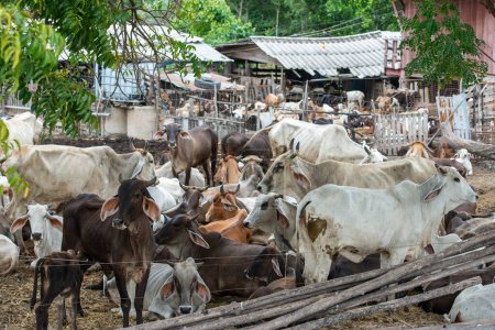 Foto de A Cow or cattle Farm near the City of Lopburi in the Province of Lopburi in Thailand,  Thailand, Lopburi, November, 2022 - Imagen libre de derechos