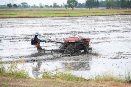 Foto de A farmer at work on a rice Field near the City of Lopburi in the Province of Lopburi in Thailand,  Thailand, Lopburi, November, 2022 - Imagen libre de derechos