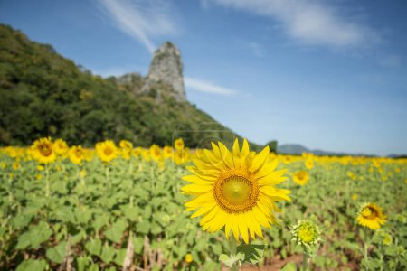 Photo for The Sunflower Field near the City of Lopburi in the Province of Lopburi in Thailand,  Thailand, Lopburi, November, 2022 - Royalty Free Image
