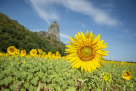 Foto de The Sunflower Field near the City of Lopburi in the Province of Lopburi in Thailand,  Thailand, Lopburi, November, 2022 - Imagen libre de derechos