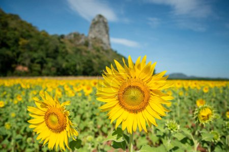 Foto de The Sunflower Field near the City of Lopburi in the Province of Lopburi in Thailand,  Thailand, Lopburi, November, 2022 - Imagen libre de derechos
