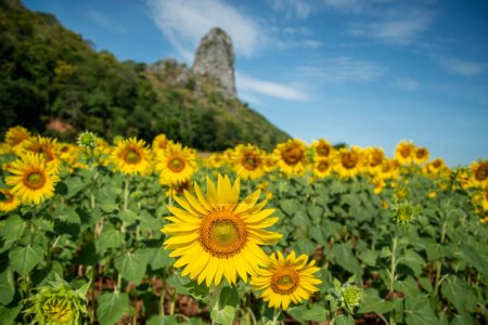 Téléchargez les photos : The Sunflower Field near the City of Lopburi in the Province of Lopburi in Thailand,  Thailand, Lopburi, November, 2022 - en image libre de droit