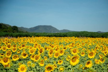 the Sunflower Field near the City of Lopburi in the Province of Lopburi in Thailand,  Thailand, Lopburi, November, 2022