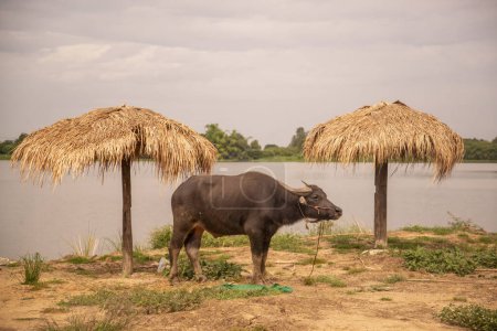 Téléchargez les photos : A Buffalo at a Beach on a Lake at the Wat Khung Tha Lao near the City of Lopburi in the Province of Lopburi in Thailand,  Thailand, Lopburi, November, 2022 - en image libre de droit