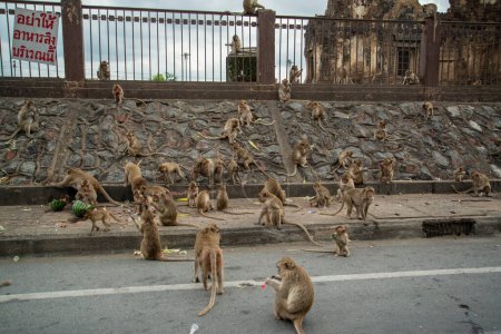 Téléchargez les photos : Wild macaque monkeys in the City of Lopburi in the Province of Lopburi in Thailand,  Thailand, Lopburi, November, 2022 - en image libre de droit