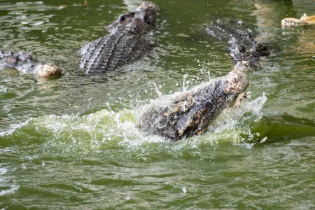 Téléchargez les photos : Crocodile at the Pattaya Crocodile Farm near the city of Pattaya in the Province of Chonburi in Thailand,  Thailand, Pattaya, November, 2022 - en image libre de droit