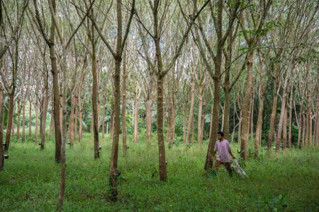 Foto de A rubber tree plantation near the Town of Bang Saphan in the Province of Prachuap Khiri Khan in Thailand,  Thailand, Bang Saphan, December, 2022 - Imagen libre de derechos