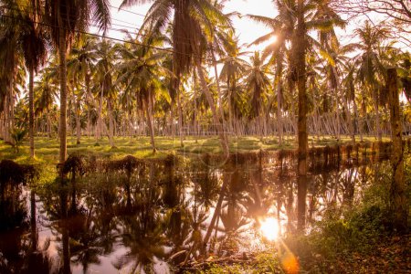 Téléchargez les photos : Une plantation de cocotiers près de la ville de Bang Saphan dans la province de Prachuap Khiri Khan en Thaïlande, Thaïlande, Bang Saphan, décembre 2022 - en image libre de droit