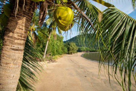 Palme in der Bo Thong Lang Bay und Strand in der Stadt Bang Saphan in der Provinz Prachuap Khiri Khan in Thailand, Thailand, Bang Saphan, Dezember 2022