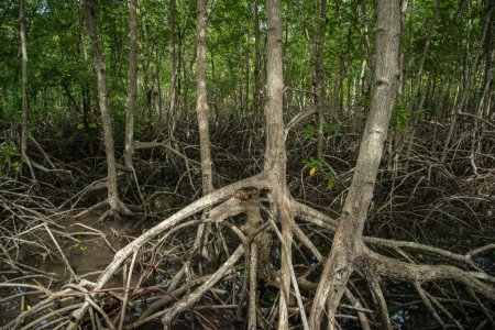 Foto de Las plantas de manglares en el parque natural de Pranburi cerca de Pranburi y la ciudad de Hua Hin en la provincia de Prachuap Khiri Khan en Tailandia, Tailandia, Hua Hin, diciembre de 2022 - Imagen libre de derechos