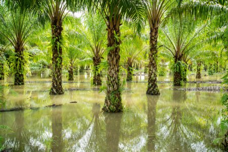 Foto de A Palm Oil Plantation near the Town of Bang Saphan in the Province of Prachuap Khiri Khan in Thailand,  Thailand, Bang Saphan, December, 2022 - Imagen libre de derechos