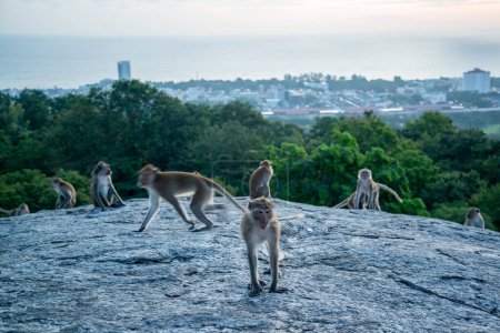 Foto de Monos salvajes en Khao Hin Lek Fai Mirador de la ciudad de Hua Hin en la provincia de Prachuap Khiri Khan en Tailandia, Tailandia, Hua Hin, diciembre de 2022 - Imagen libre de derechos