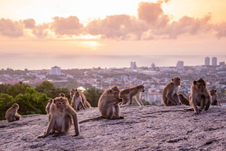 Photo for Wild Monkeys at  Khao Hin Lek Fai Viewpoint of the City of Hua Hin in the Province of Prachuap Khiri Khan in Thailand,  Thailand, Hua Hin, December, 2022 - Royalty Free Image