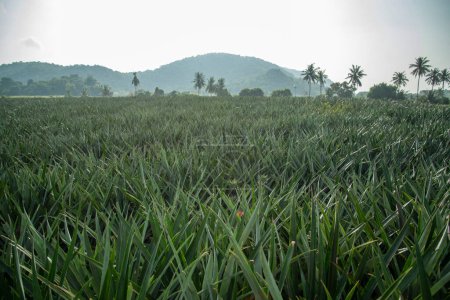 Photo for A Pineapple Plantation at Khao Takiap near the City of Hua Hin in the Province of Prachuap Khiri Khan in Thailand,  Thailand, Hua Hin, November, 2022 - Royalty Free Image