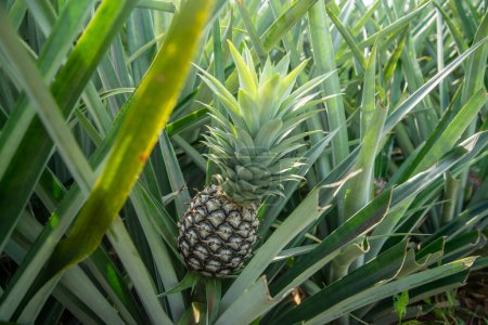 Téléchargez les photos : Une plantation d'ananas à Khao Takiap près de la ville de Hua Hin dans la province de Prachuap Khiri Khan en Thaïlande, Thaïlande, Hua Hin, novembre 2022 - en image libre de droit