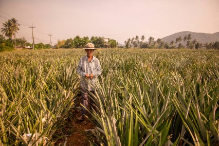 Téléchargez les photos : Une plantation d'ananas à Khao Takiap près de la ville de Hua Hin dans la province de Prachuap Khiri Khan en Thaïlande, Thaïlande, Hua Hin, novembre 2022 - en image libre de droit