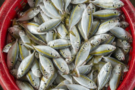 Téléchargez les photos : Le marché aux poissons et le port au village de pêche de Pak Nam Pran près de la ville de Hua Hin dans la province de Prachuap Khiri Khan en Thaïlande, Thaïlande, Hua Hin, Novembre 2022 - en image libre de droit