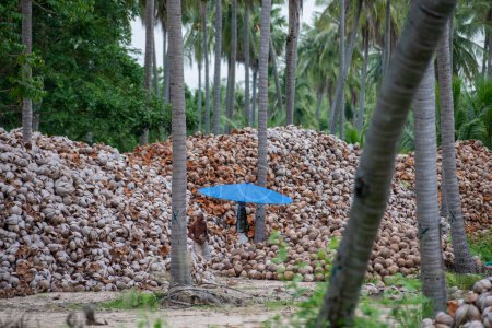 Téléchargez les photos : Une plantation de noix de coco dans un village près de la ville de Phrachuap Khiri Khan dans la province de Prachuap Khiri Khan en Thaïlande, Thaïlande, Prachuap Khiri Khan, décembre 2022 - en image libre de droit