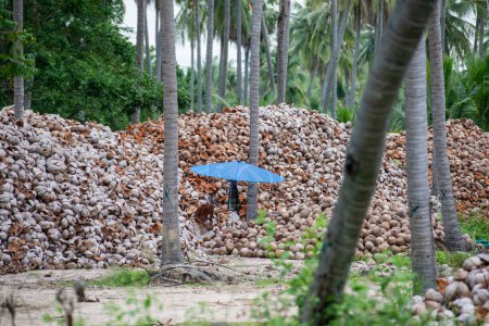 Foto de Una plantación de coco en un pueblo cerca de la ciudad de Phrachuap Khiri Khan en la provincia de Prachuap Khiri Khan en Tailandia, Tailandia, Prachuap Khiri Khan, diciembre de 2022 - Imagen libre de derechos