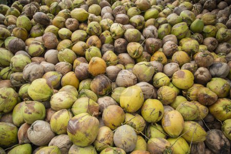 Téléchargez les photos : Une plantation de noix de coco dans un village près de la ville de Phrachuap Khiri Khan dans la province de Prachuap Khiri Khan en Thaïlande, Thaïlande, Prachuap Khiri Khan, décembre 2022 - en image libre de droit