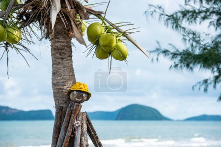Foto de Coco en la playa y la costa en Dolphin Bay en el sombrero Sam Roi Yot en la provincia de Prachuap Khiri Khan en Tailandia, Tailandia, Hua Hin, diciembre de 2022 - Imagen libre de derechos
