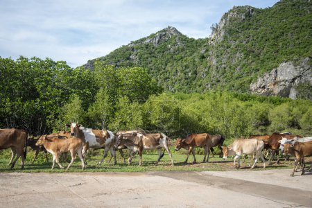Foto de Vacas en la naturaleza y el paisaje en la aldea de Khao Daeng en el sombrero Sam Roi Yot en la provincia de Prachuap Khiri Khan en Tailandia, Tailandia, Hua Hin, noviembre de 2022 - Imagen libre de derechos