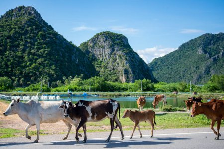 Foto de Vacas en la naturaleza y el paisaje en la aldea de Khao Daeng en el sombrero Sam Roi Yot en la provincia de Prachuap Khiri Khan en Tailandia, Tailandia, Hua Hin, noviembre de 2022 - Imagen libre de derechos