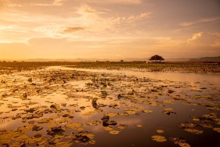 Téléchargez les photos : Le Paysage du Marais du Lotus Sam Roi Yot près du Village de Kui Buri au Chapeau Sam Roi Yot dans la Province de Prachuap Khiri Khan en Thaïlande, Thaïlande, Hua Hin, Novembre, 2022 - en image libre de droit