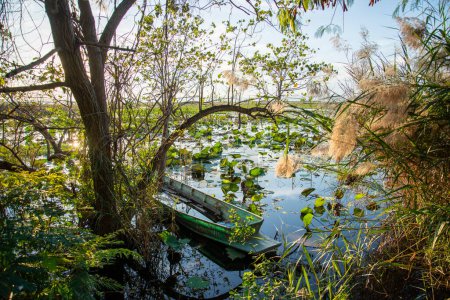 Foto de A Wood Boat in the Landscape of the Lotus Swamp Sam Roi Yot near the Village of Kui Buri at the Hat Sam Roi Yot in the Province of Prachuap Khiri Khan in Thailand,  Thailand, Hua Hin, November, 2022 - Imagen libre de derechos