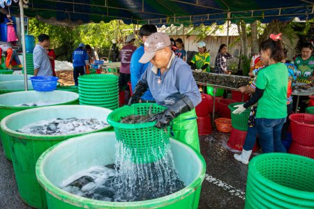 Photo for People earning fresh Prawns out of the Shrimps Farm near  the Village of Khao Daeng in the Sam Roi Yot National Park in the Province of Prachuap Khiri Khan in Thailand,  Thailand, Hua Hin, November, 2022 - Royalty Free Image