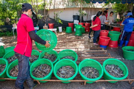 Photo for People earning fresh Prawns out of the Shrimps Farm near  the Village of Khao Daeng in the Sam Roi Yot National Park in the Province of Prachuap Khiri Khan in Thailand,  Thailand, Hua Hin, November, 2022 - Royalty Free Image