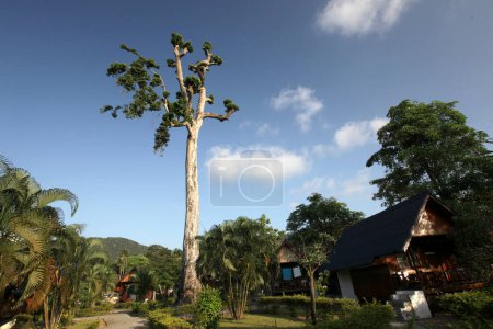 Téléchargez les photos : Un arbre de forêt tropicale humide à la ville de Sairee Village sur l'île Ko Tao dans la province de Surat Thani en Thaïlande, Thaïlande, Ko Tao, Mars 2010 - en image libre de droit
