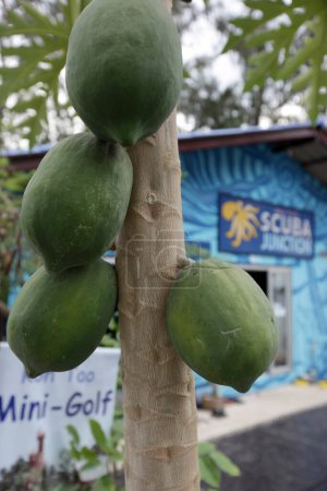 Téléchargez les photos : Papaye sur un arbre dans la ville de Sairee Village sur l'île Ko Tao dans la province de Surat Thani en Thaïlande, Thaïlande, Ko Tao, Mars 2010 - en image libre de droit