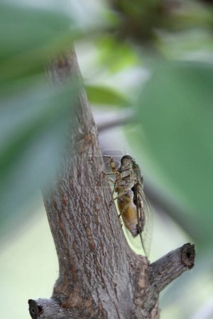 Téléchargez les photos : Un criquet d'insectes dans la ville de Sairee Village sur l'île Ko Tao dans la province de Surat Thani en Thaïlande, Thaïlande, Ko Tao, Mars 2010 - en image libre de droit