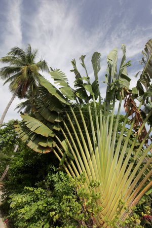 Téléchargez les photos : Un jardin avec des plantes tropicales dans la ville de Sairee Village sur l'île Ko Tao dans la province de Surat Thani en Thaïlande, Thaïlande, Ko Tao, Mars 2010 - en image libre de droit