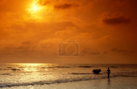 Photo for A farmer with his Buffalo at a sandy Beach with Landscape and Coast at the Town of Vagator in the Province of Goa in India,  India, Goa, April, 1996 - Royalty Free Image