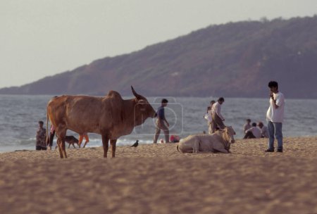 Téléchargez les photos : Une vache sur une plage de sable avec paysage et côte à la ville de Vagator dans la province de Goa en Inde, Inde, Goa, avril 1996 - en image libre de droit