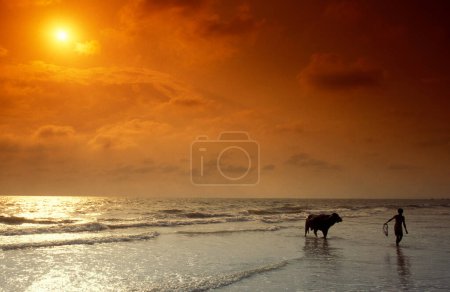 Foto de Un agricultor con su búfalo en una playa de arena con paisaje y costa en la ciudad de Vagator en la provincia de Goa en la India, India, Goa, abril de 1996 - Imagen libre de derechos