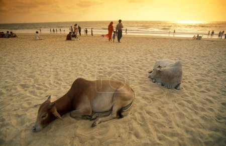 Foto de Una vaca en una playa de arena con paisaje y costa en la ciudad de Vagator en la provincia de Goa en la India, India, Goa, abril de 1996 - Imagen libre de derechos