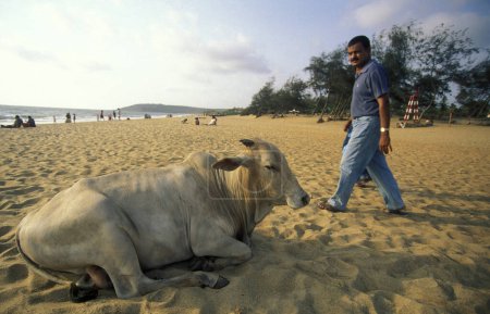 Foto de Una vaca en una playa de arena con paisaje y costa en la ciudad de Vagator en la provincia de Goa en la India, India, Goa, abril de 1996 - Imagen libre de derechos