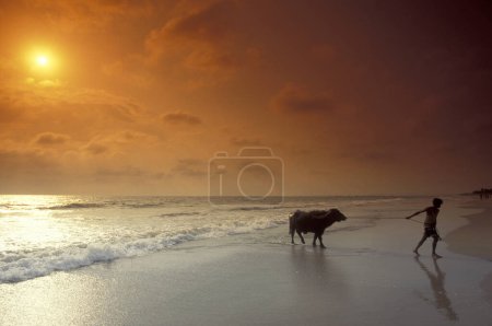 Foto de Un agricultor con su búfalo en una playa de arena con paisaje y costa en la ciudad de Vagator en la provincia de Goa en la India, India, Goa, abril de 1996 - Imagen libre de derechos