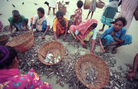 Foto de La gente de pesca ordenar el pescado fresco y venderlo en una playa de un pueblo de pescadores en la costa en la ciudad de Colva en la provincia de Goa en la India, India, Goa, abril, 1996 - Imagen libre de derechos