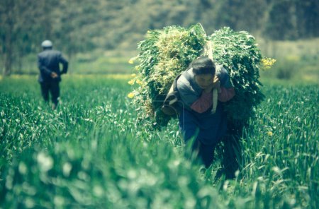 Téléchargez les photos : Une agricultrice sur un champ de la ville de Dali sur le lac Er Hai dans la province du Yunnan en Chine en Asie de l'Est. Chine, Yunnan, avril 1996 - en image libre de droit