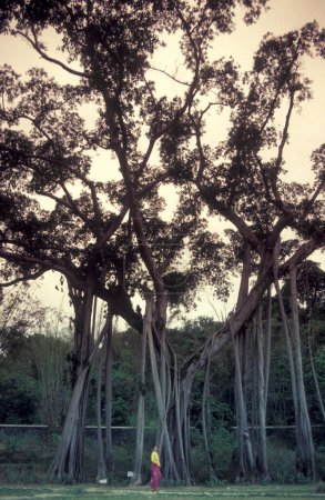 Foto de Un parque natural con un gran árbol cerca de la ciudad de Menghai en la provincia de Yunnan en China en el este de Asia. China, Yunnan, abril de 1996 - Imagen libre de derechos